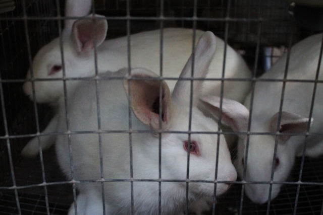 Británie chce nahradit testování na zvířatech umělou inteligencí a 3D tkáněmi